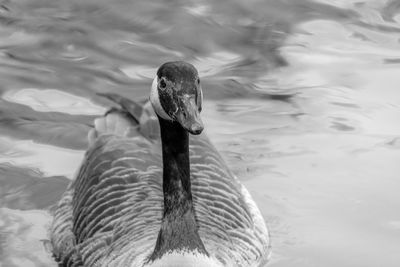 Close-up of canada goose swimming in lake