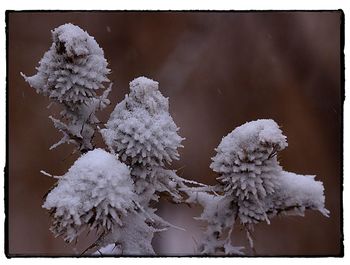 Close-up of snow on tree