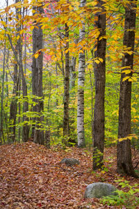 Trees in forest during autumn