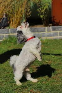 Scenic view of a small dog moving up