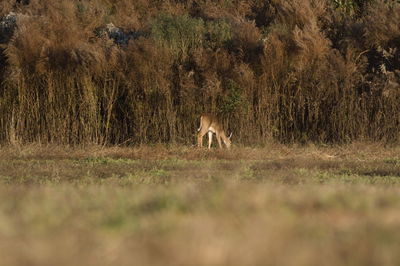 View of deer on field