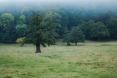 Trees on field in forest