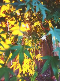 Low angle view of yellow plants