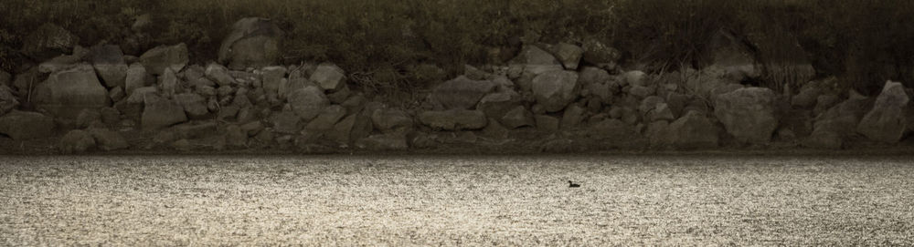 Bird on grass by water