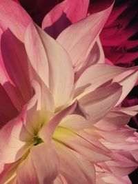 Macro shot of pink flower