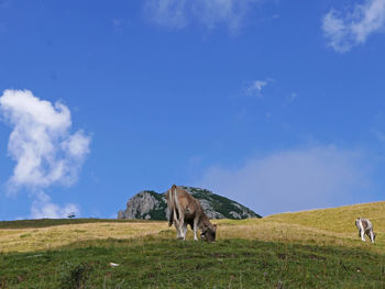 Evocative and relaxing image of the white horn in the dolomites in summer