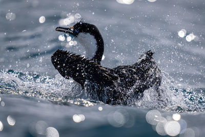 Imperial shag splashes around in sunlit water