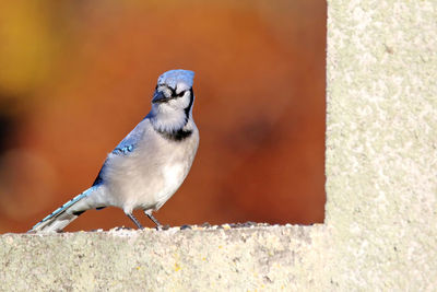 Close-up of blue jay perching on retaining wall
