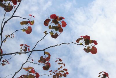 Low angle view of red flowering plant against sky