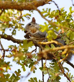 Low angle view of squirrel on tree