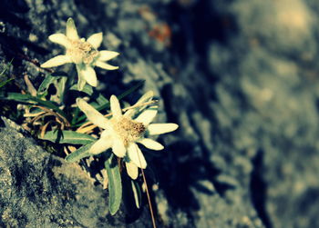 Close-up of white flowers blooming outdoors