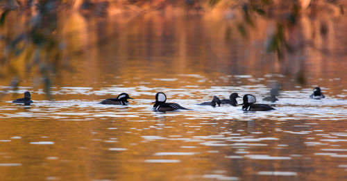 Ducks swimming in lake