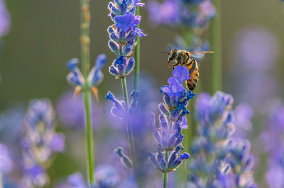 Close-up of bee pollinating on purple flowering plant