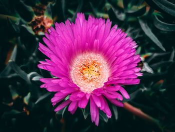 Close-up of pink flower