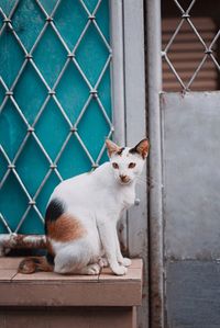 Portrait of a cat looking away