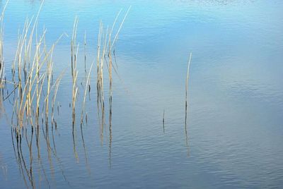 Reflection of trees in water