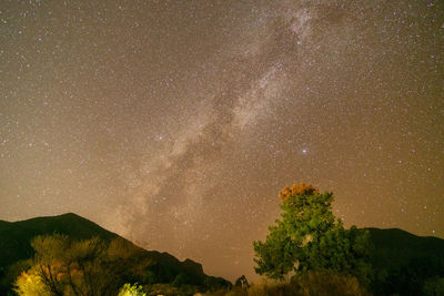 Low angle view of trees against sky at night