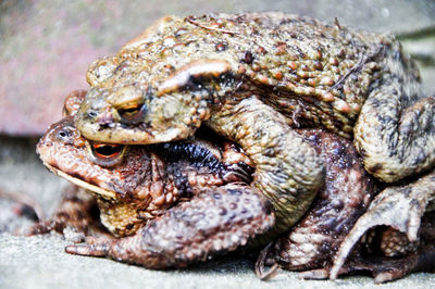 High angle view of frogs on ground