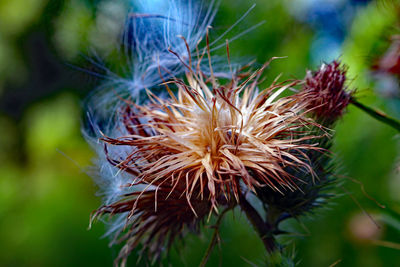 Close-up of wilted dandelion