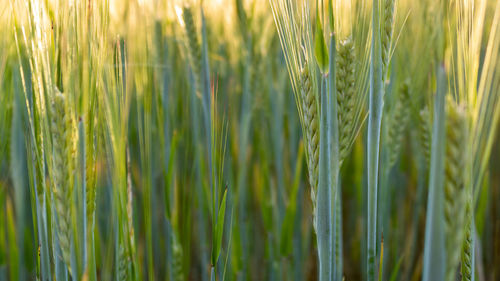 Close-up of wheat growing on field