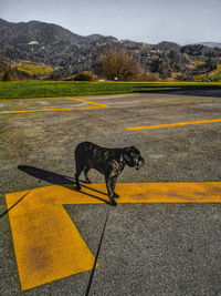 View of dog on road