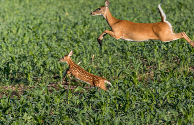 Side view of giraffe running on grass