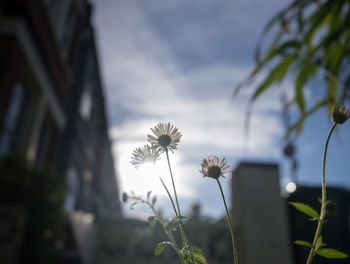 Close-up of flowering plant against sky