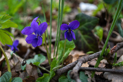 Close-up of purple flowering plant