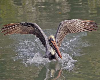 Close-up of bird flying over lake