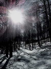 Bare trees on snow covered landscape