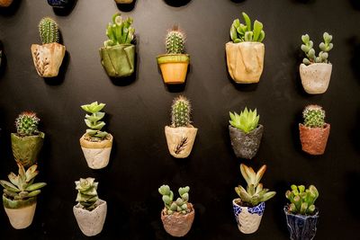 Potted cactuses mounted on wall