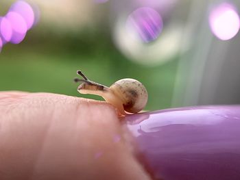 Close-up of hand feeding on purple flower