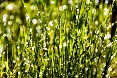 Full frame shot of plants growing on field