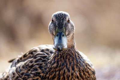 Close-up of a bird