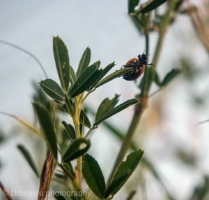 Close-up of insect on plant