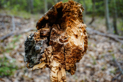 Close-up of dried mushroom growing on tree trunk