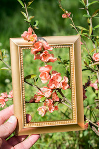 Close-up of hand holding picture frame by flowers