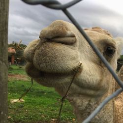 Close-up of camel on field against sky