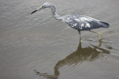 Side view of a bird in water