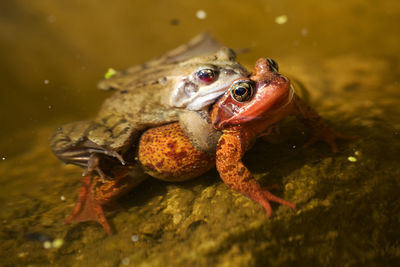 Close-up of frog in sea