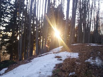 Trees in forest during winter