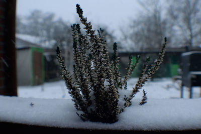 Close-up of snow covered tree