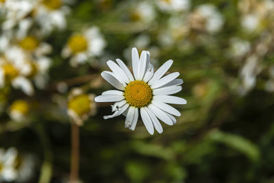 Close-up of white daisy flower