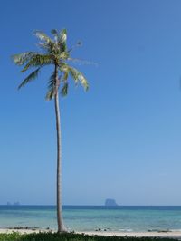 Palm tree by sea against clear blue sky