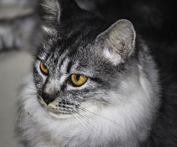 Close-up portrait of cat