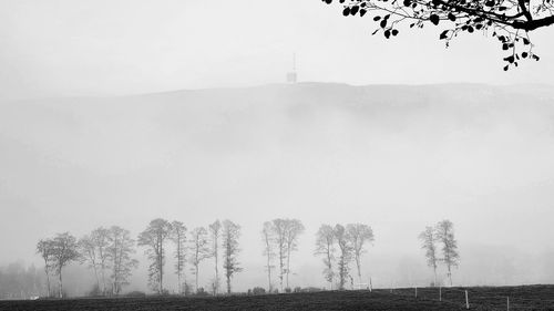 Trees on field against sky