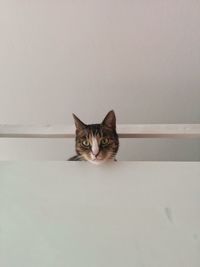 Cat peeking over wall