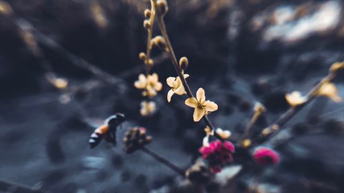 Close-up of flowering plant against blurred background