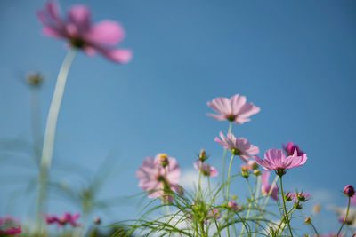 Close-up of pink cosmos flowers