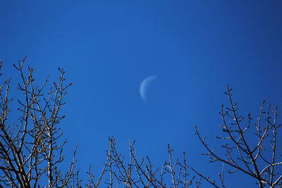 Low angle view of bare tree against blue sky